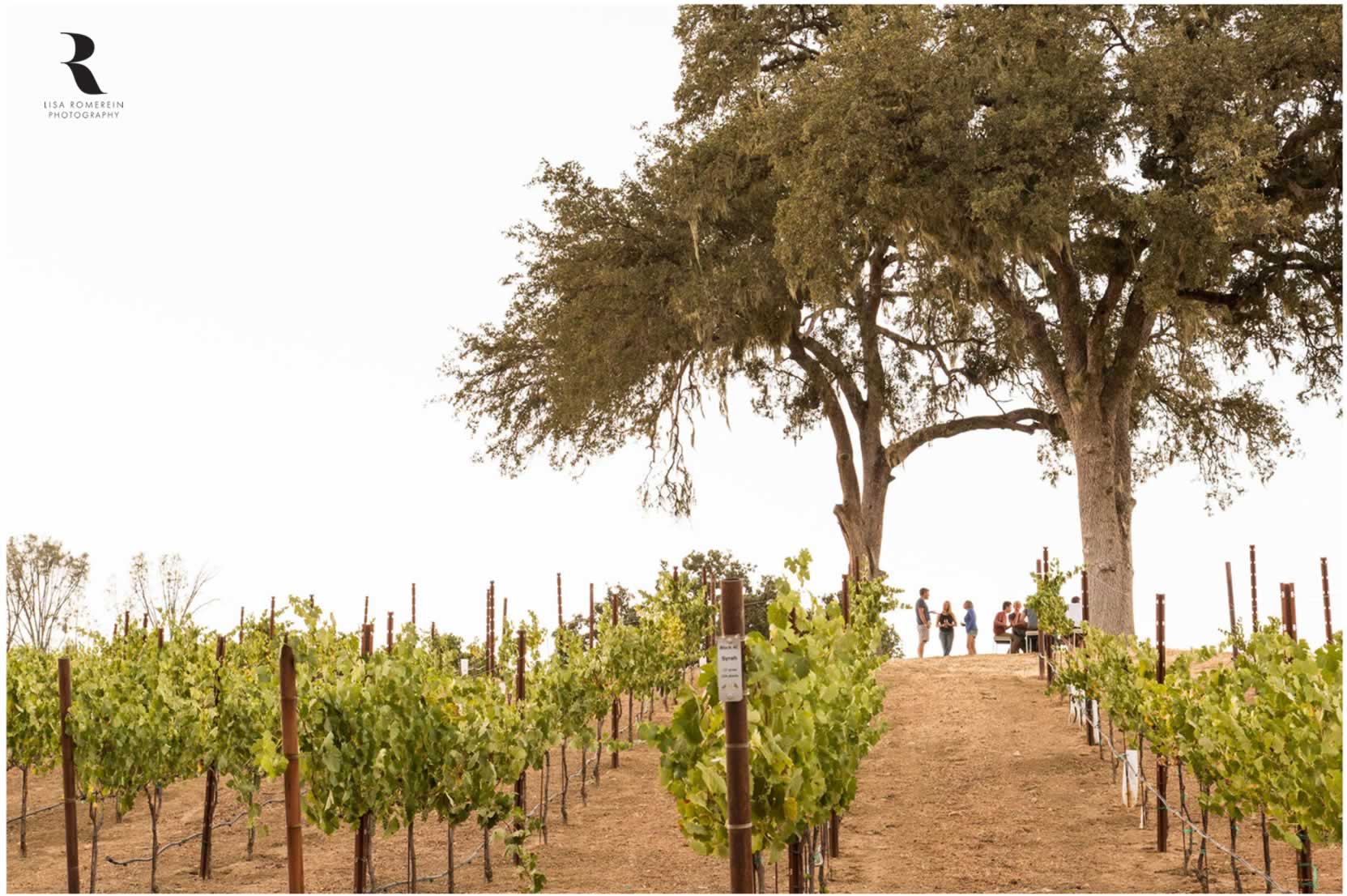 lisa romerein fotografa filari uva