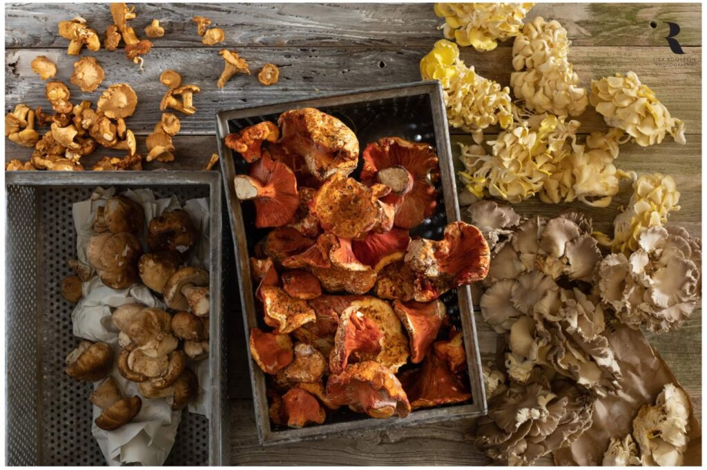 lisa romerein fotografa funghi