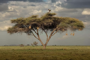 Jacqueline southby fotografia Albero