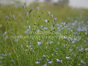 Tessuto di lino protagonista dell'estate